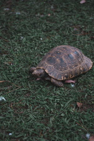 turtle walks on the grass in a garden in Batumi