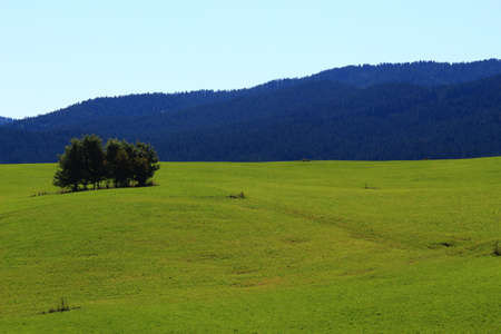 Green mountain meadow in spring.の写真素材