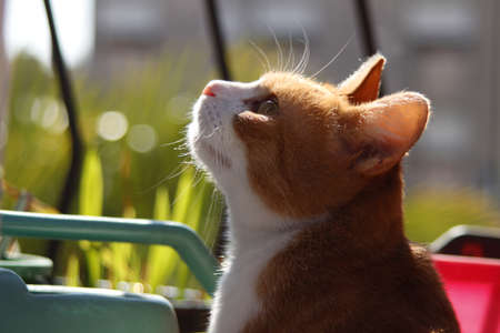 Red cat on the terraceの写真素材