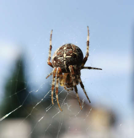A beautiful spider in the center of the web waiting for some prey.の写真素材