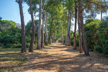 Passage road wit trees on ile sainte marguerite near Cannes, south Franceの写真素材