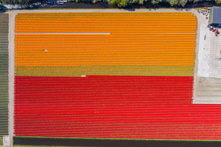 Aerial drone shot view of Tulips Field near Keukenhof in Netherlands