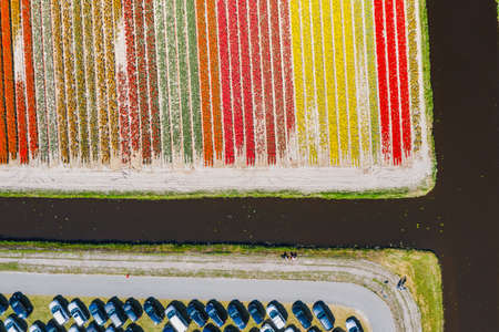 Aerial drone shot view of Tulips Field near Keukenhof in Netherlandsの写真素材