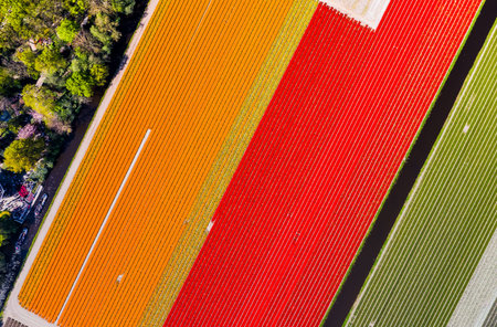Aerial drone shot view of Tulips Field near Keukenhof in Netherlands