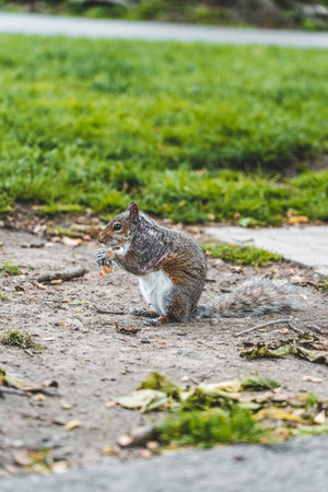 A squirrel eating nuts on the grass with sunlihgt in boston public gardenの写真素材