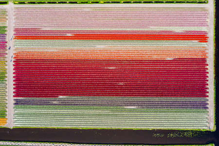 Aerial drone shot view of Tulips Field near Keukenhof in Netherlandsの写真素材