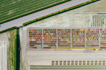 Aerial drone shot view of Tulips Field near Keukenhof in Netherlandsの写真素材