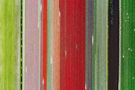 Aerial drone shot view of Tulips Field near Keukenhof in Netherlandsの写真素材