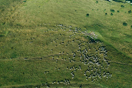 Overhead aerial shot view of sheep flocks on top of Monte Baldo in Lake Garda area, Italyの写真素材