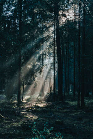 Morning sunlight shines through deep pine tree forests in Luneberg Heide woodlandの写真素材