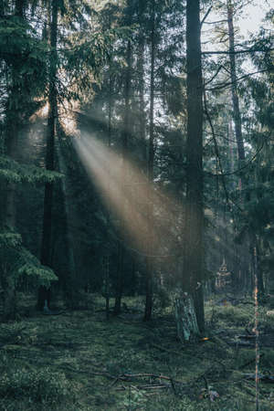 Morning sunlight shines through deep pine tree forests in Luneberg Heide woodlandの写真素材