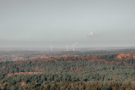 Heathland pine tree forests with windmill poer generator in Luneberg Hide Wiildpark in Germany