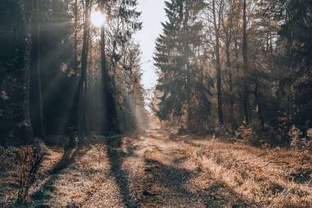 Heavy morning fog on pathway inside Luneberg Heide Forests woodland in Germany in autumnの写真素材