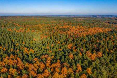 Aerial drone shot of yellow green pine tree forests in Luneberg Heide woodand in Germany in autumnの写真素材