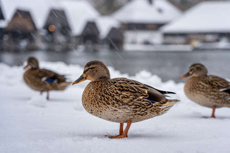 Mallards duck walk by Lake Konigssee during snow in winterの写真素材