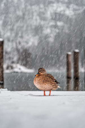 Mallards duck walk by Lake Konigssee Germany during snow in winter timeの写真素材
