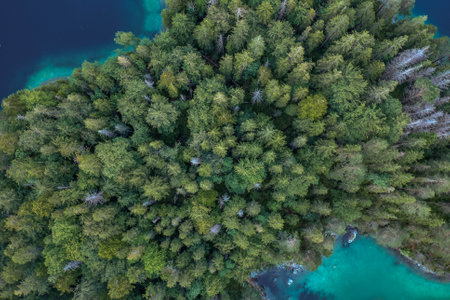 Aerial overhead drone shot of pathway through forests by Eibseelake in Germany summerの写真素材