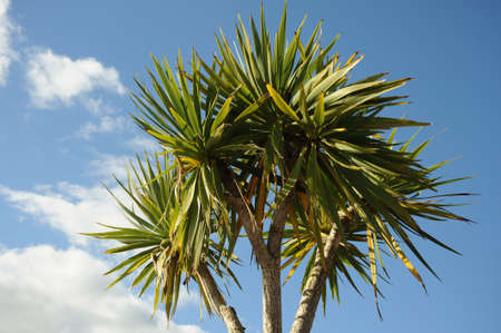 Tropical treeの写真素材