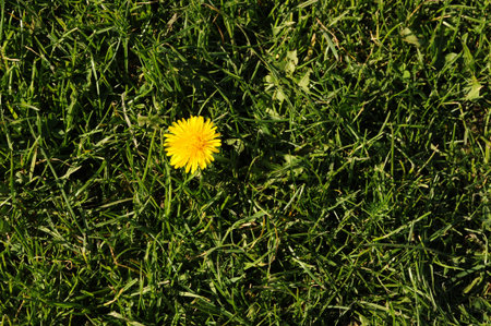 weed in lawn