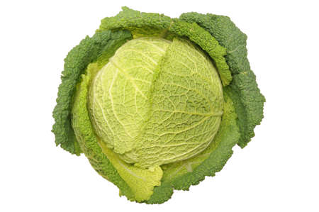 Savoy cabbageの写真素材