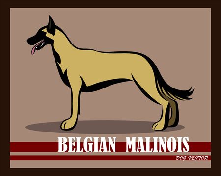 Vector illustration of Belgian Shepherd Malinois dog. It is standing.のイラスト素材