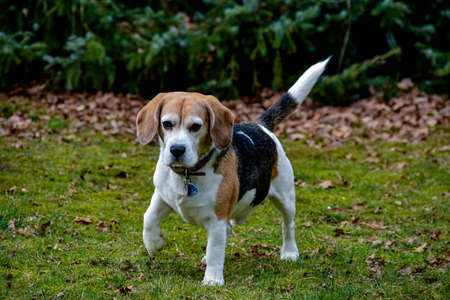 Our dog a beagle in the gardenの写真素材