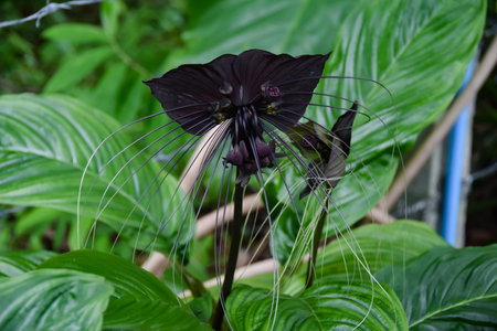 Great bat flower on Phuketの写真素材