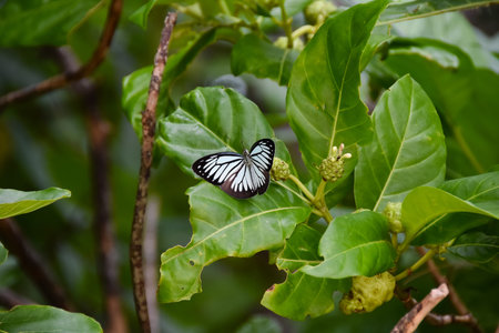 Butterfly with nice colors