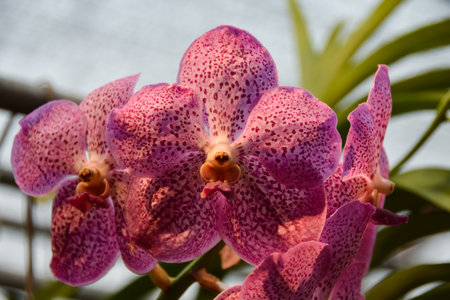 Orchids illuminated by the late evening sun