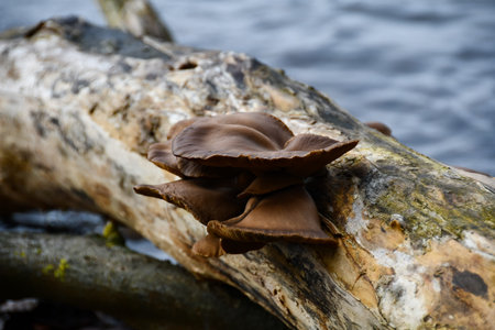 A mushroom grows on a log at Laacher See