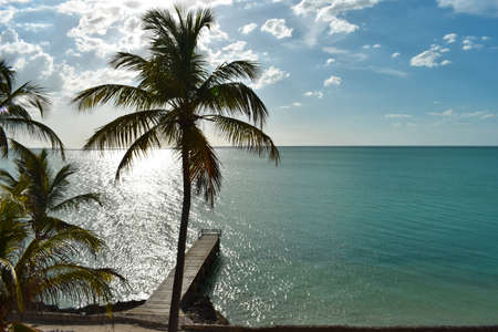 View of the Gulf of Mexico in the evening sun with a jetty and a palm treeの写真素材