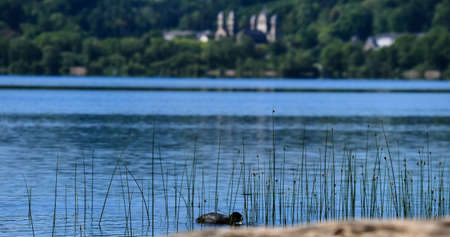 A duck in the Laacher See and in the background the old Benedictine monastery Maria Laachの写真素材