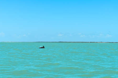 A dolphin swims in Isla Aguadaの写真素材