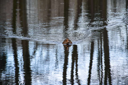A duck swims in a pond in Rheinbachの写真素材