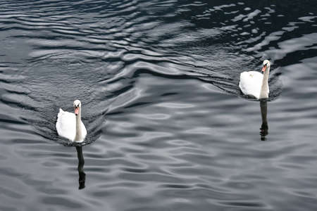 Two swans in Lake Hallstattの写真素材