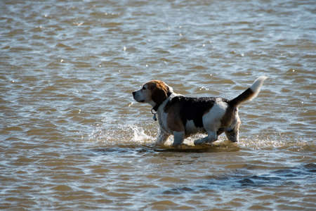 Nine year old beagle in the North Sea at St. Peter Ordingの写真素材