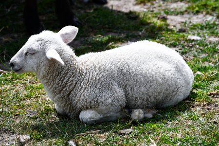 young sheep sits on the floor with closed eyesの写真素材