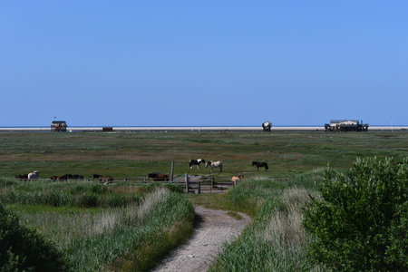 Landscape in St. Peter Ording with horses and stilt houses