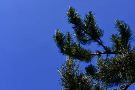 Fir branches with a blue skyの写真素材