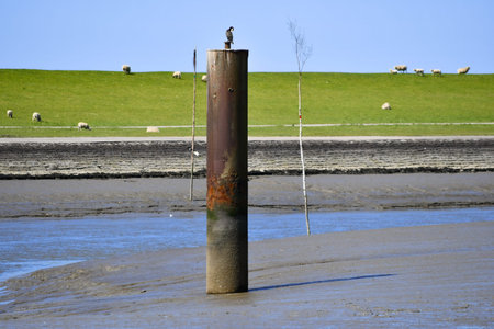 The harbor in Husum at low tide with sheep in the background