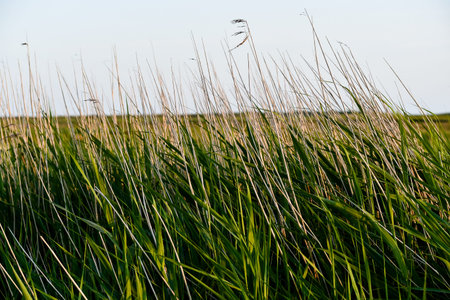 Dune grasses in the evening sun of St. Peter Ording