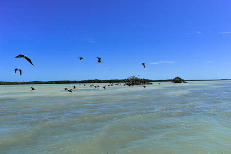 Landscape photo in the Isla Aguada lagoon with many different species of birdsの写真素材