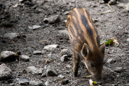 Young wild boar foraging for foodの写真素材