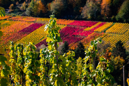 Vineyards at autumn time with colorful leaves