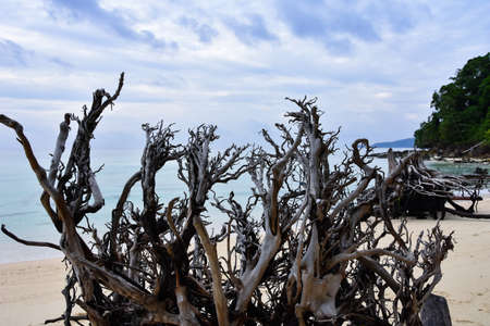 Tree roots washed up on the beach lie on the beach of a lonely islandの写真素材