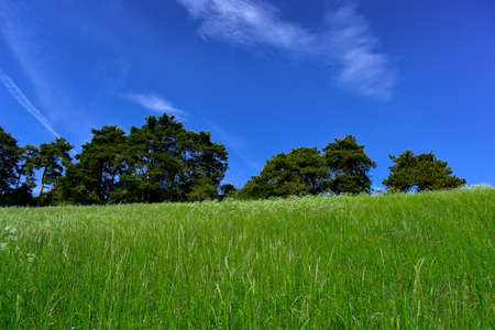 beautiful spring landscape with tall grass, trees and a blue skyの写真素材