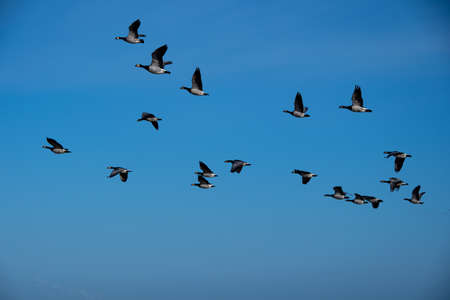 A flock of greylag geese flying in the blue skyの写真素材