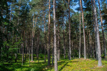 Pine forest on a sunny day. Beautiful summer landscape with pine trees.