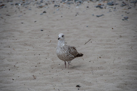 A herring gull in the sand of the Baltic Sea