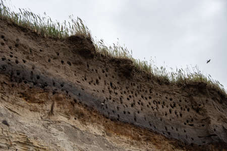Swallow nests in the steep coast on the Baltic Seaの写真素材